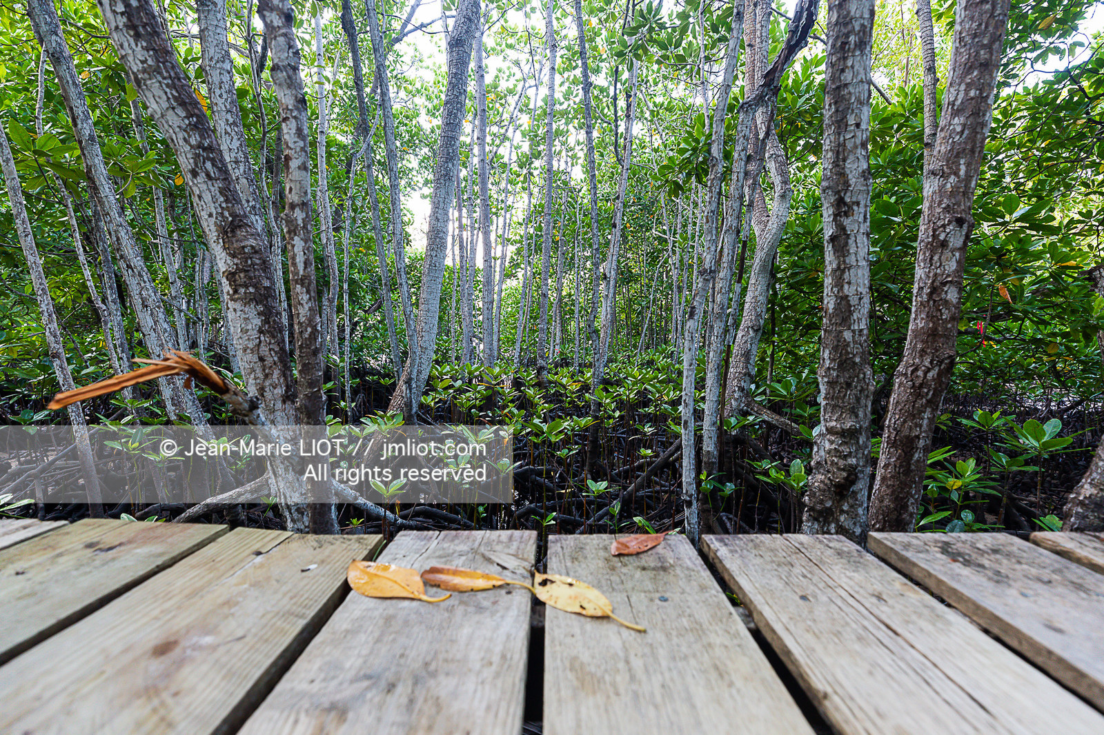 CROISIERE AUX ILES SEYCHELLES