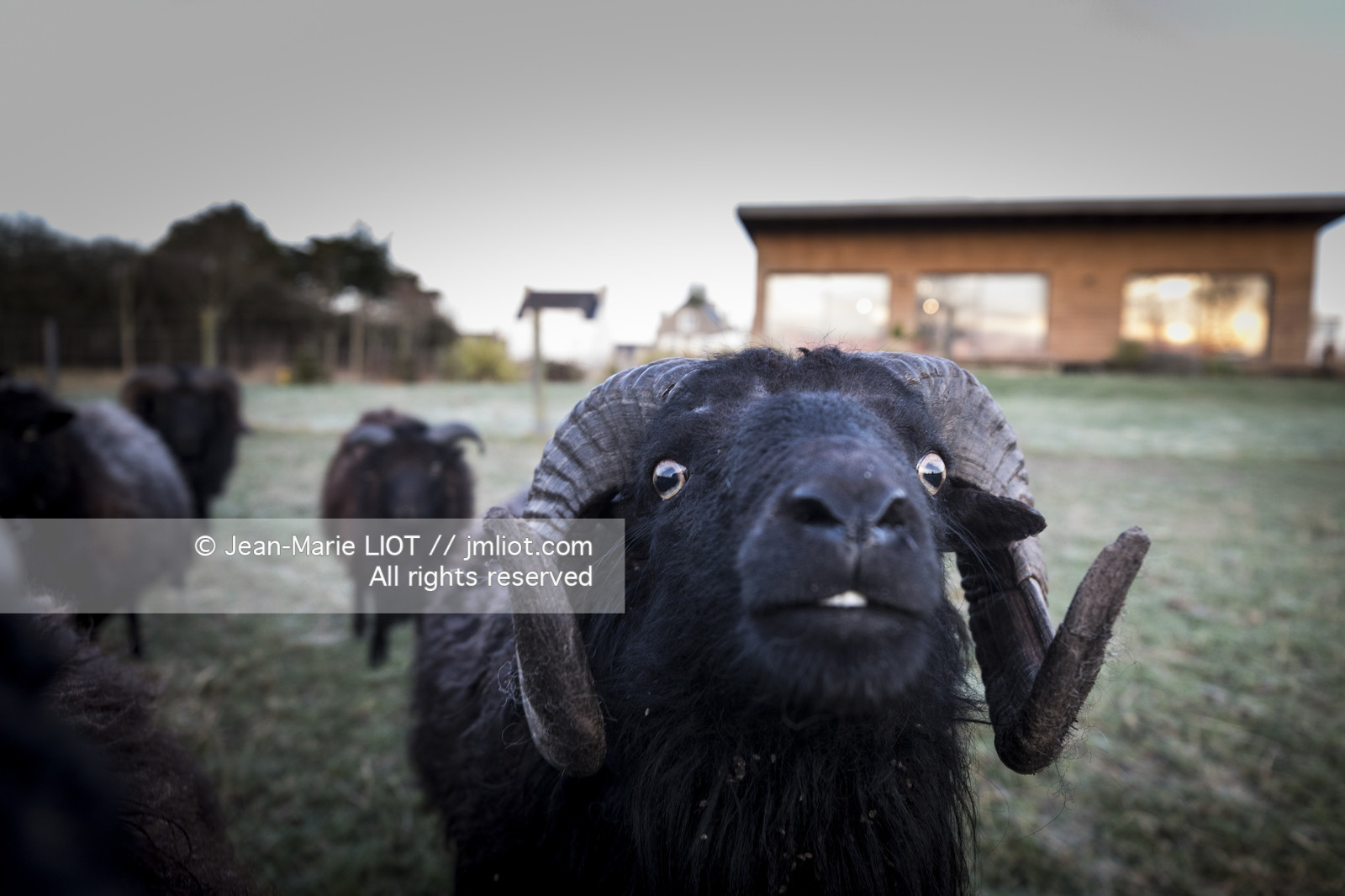 ERIC PERON - WILD LIFE