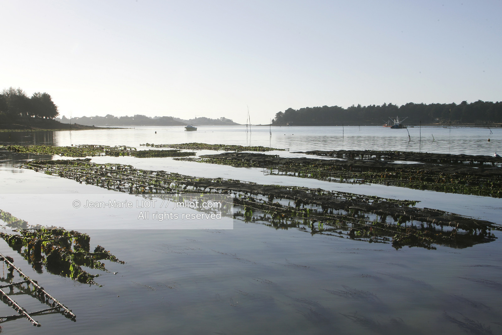 Ostreiculture dans les parcs à huitres du Golfe de Neptune. .photo © JEAN-MARIE LIOT.