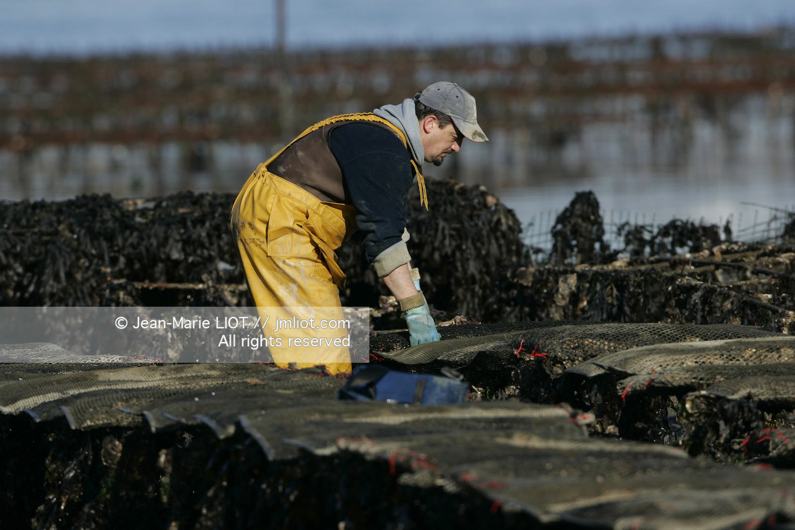 .Ostreiculture oyster beds in the Gulf of Neptune..Photo © JEAN- MARIE LIOT.